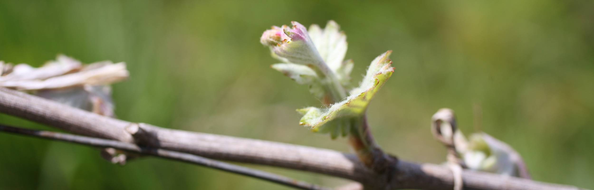 Plan rapproché dans un rang de vignes