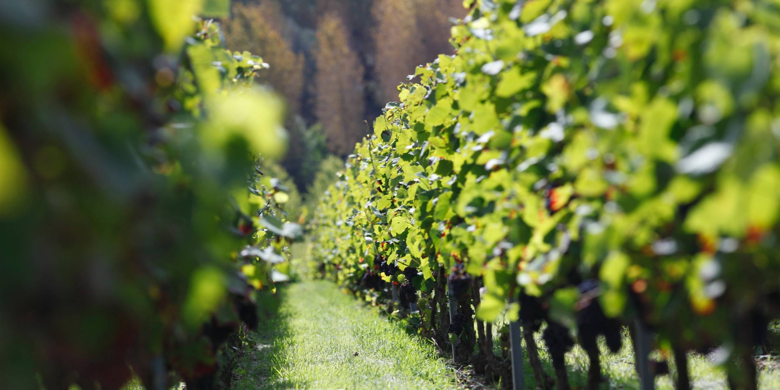 Plan rapproché dans un rang de vignes