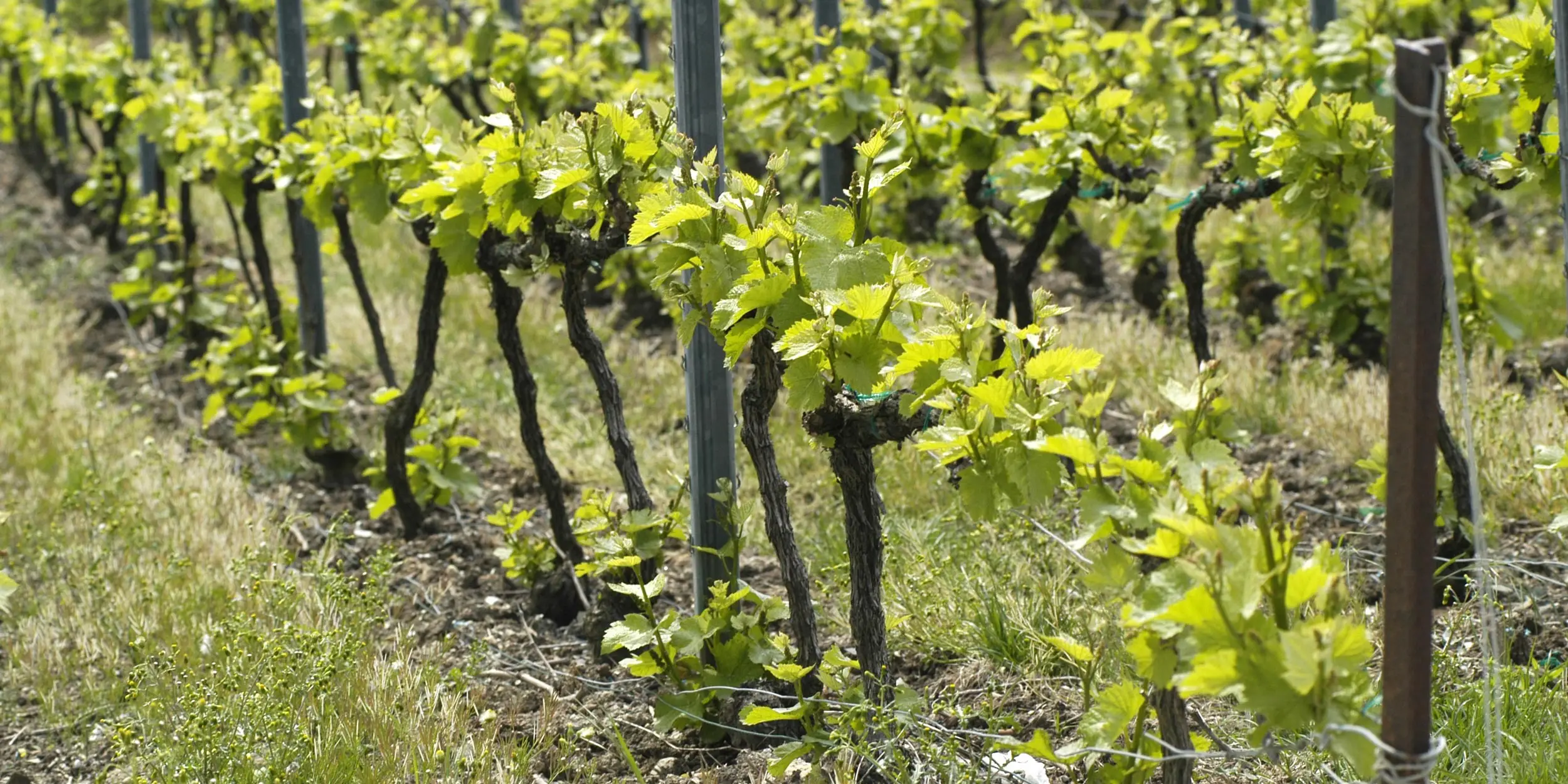 Plan rapproché sur des rangs de vignes au début de la pousse des brins