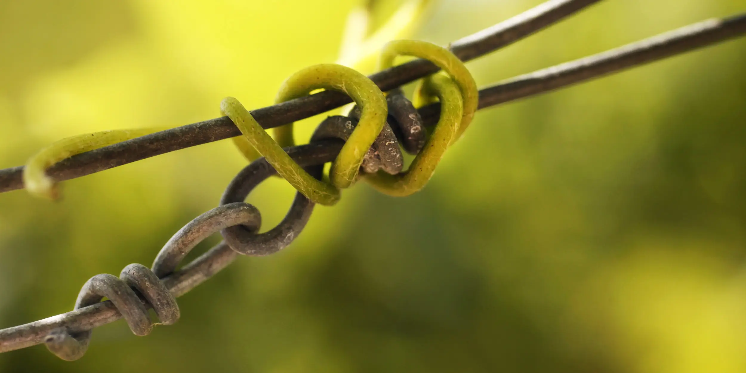 Détail d'une vrille de vigne enroulée autour d'un fil de fer