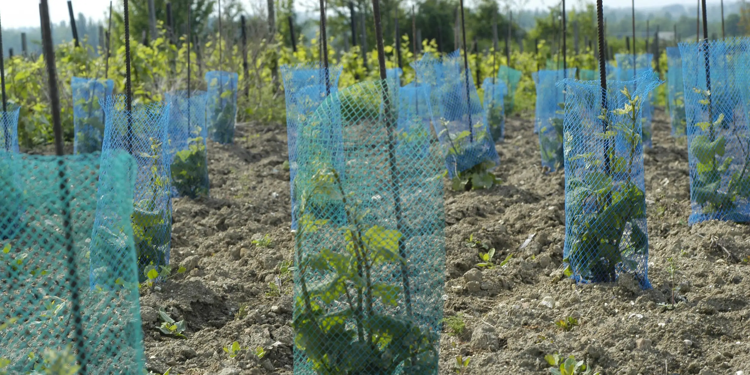 Plan rapproché sur des jeunes plants de vignes mis en terre et protégés par un filet